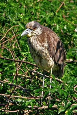 Yellow-Crowmed Night-Heron / Bihoreau Violacé