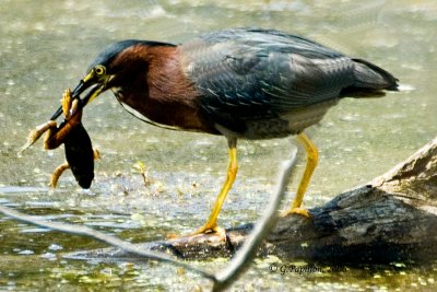 Green Heron / Héron Vert