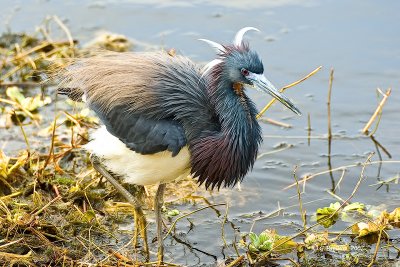 Tricolored Heron / Aigrette Tricolore