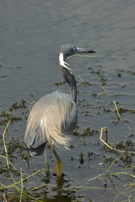 Tricolored Heron / Aigrette Tricolore