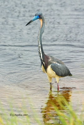 Tricolored Heron / Aigrette Tricolore
