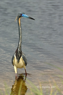 Tricolored Heron / Aigrette Tricolore