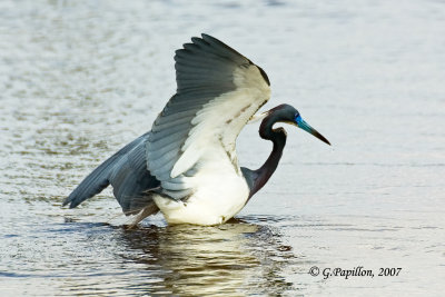 Tricolored Heron / Aigrette Tricolore