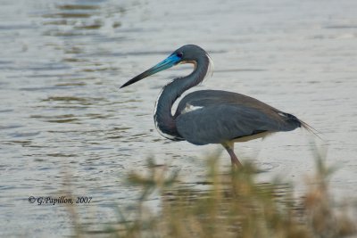 Tricolored Heron / Aigrette Tricolore