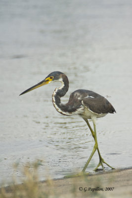 Tricolored Heron / Aigrette Tricolore