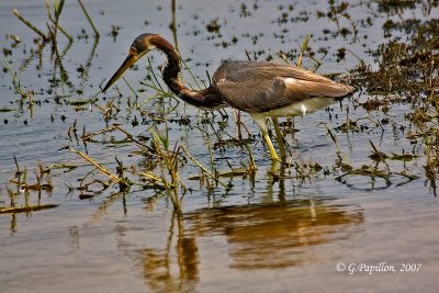 Tricolored Heron / Aigrette Tricolore
