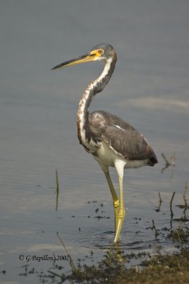 Tricolored Heron / Aigrette Tricolore