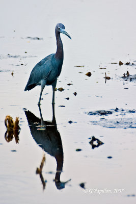 Little Blue Heron / Aigrette Bleue