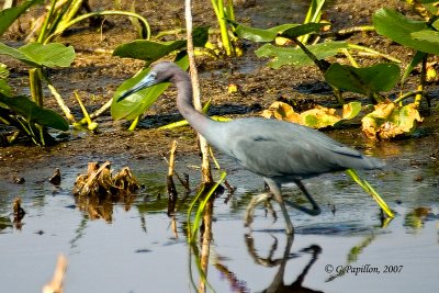 Little Blue Heron / Aigrette Bleue