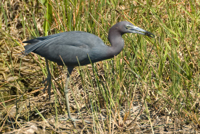 Little Blue Heron / Aigrette Bleue