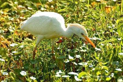 Cattle Egret / Héron Garde-Boeufs