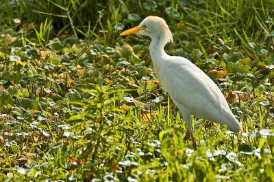 Cattle Egret / Héron Garde-Boeufs