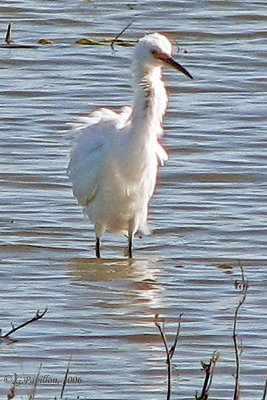 Snowy Egret / Aigrette Neigeuse