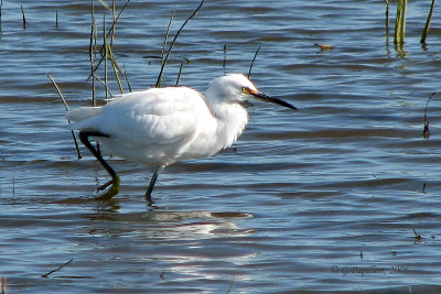 Snowy Egret / Aigrette Neigeuse