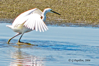 Snowy Egret / Aigrette Neigeuse