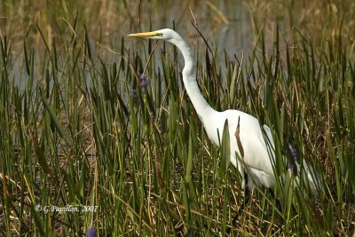 Great Egret / Grande Aigrette