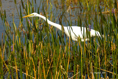 Great Egret / Grande Aigrette