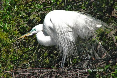 Great Egret / Grande Aigrette