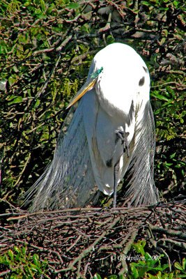 Great Egret / Grande Aigrette