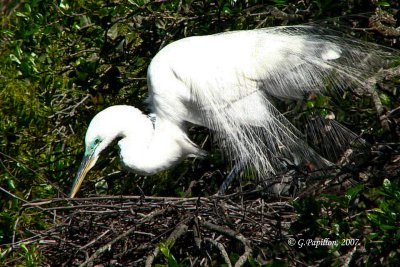 Great Egret / Grande Aigrette