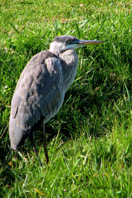 Great Blue Heron / Grand Héron