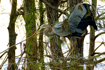 Great Blue Heron / Grand Héron