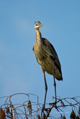 Great Blue Heron / Grand Héron