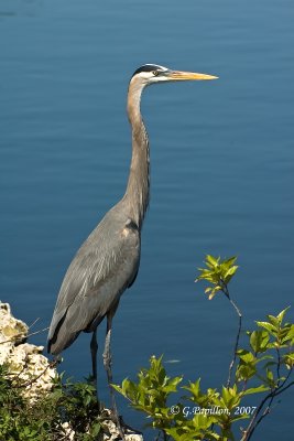 Great Blue Heron / Grand Héron