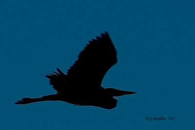 Great Blue Heron / Grand Héron