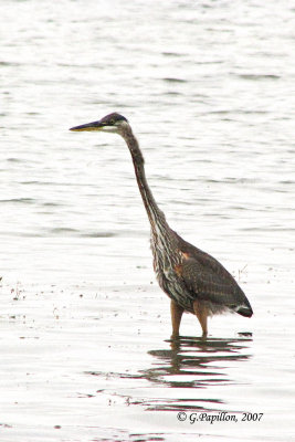 Great Blue Heron / Grand Héron