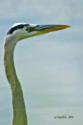 Great Blue Heron / Grand Héron