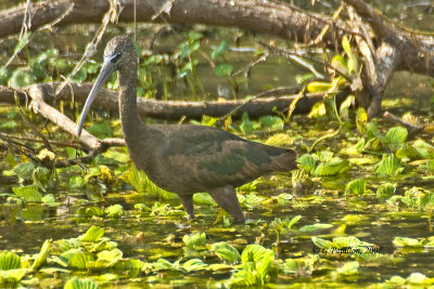 Glossy Ibis / Ibis Falcinelle
