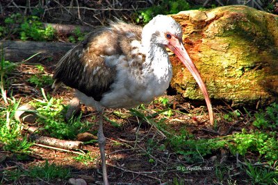 White Ibis / Ibis Blanc