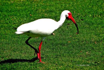 White Ibis / Ibis Blanc