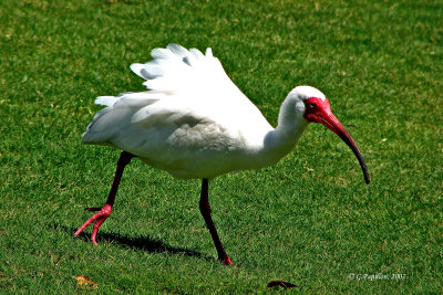 White Ibis / Ibis Blanc