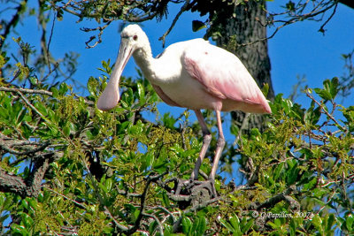Roseate Spoonbill / Spatule Rosée