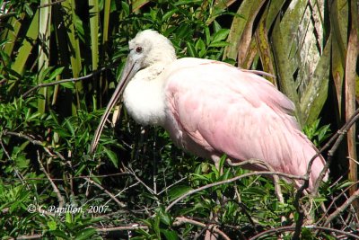 Roseate Spoonbill / Spatule Rosée