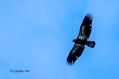 Bald Eagle / Pygargue  Tte Blanche