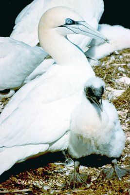 Gannets / Fous