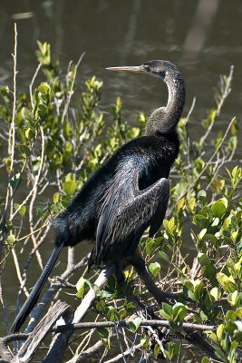 Anhinga / Anhinga d'Amérique