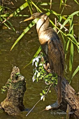 Anhinga / Anhinga d'Amérique