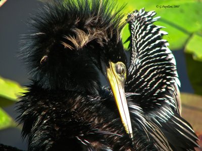 Anhinga / Anhinga d'Amérique