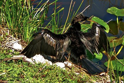 Anhinga / Anhinga d'Amérique