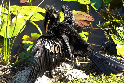 Anhinga / Anhinga d'Amrique