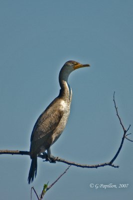 Double-Crested Cormorant / Cormoran à aigrettes