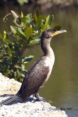 Double-Crested Cormorant / Cormoran  aigrettes