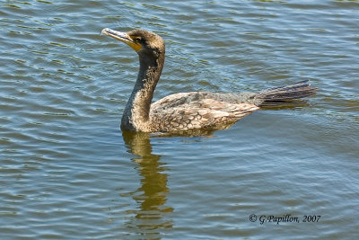 Double-Crested Cormorant / Cormoran à aigrettes