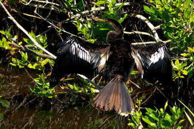 Anhinga / Anhinga d'Amrique