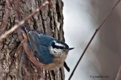 Red-Breasted Nuthatch / Sittelle  Poitrine Rousse