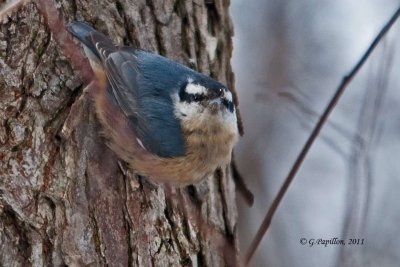 Red-Breasted Nuthatch / Sittelle  Poitrine Rousse